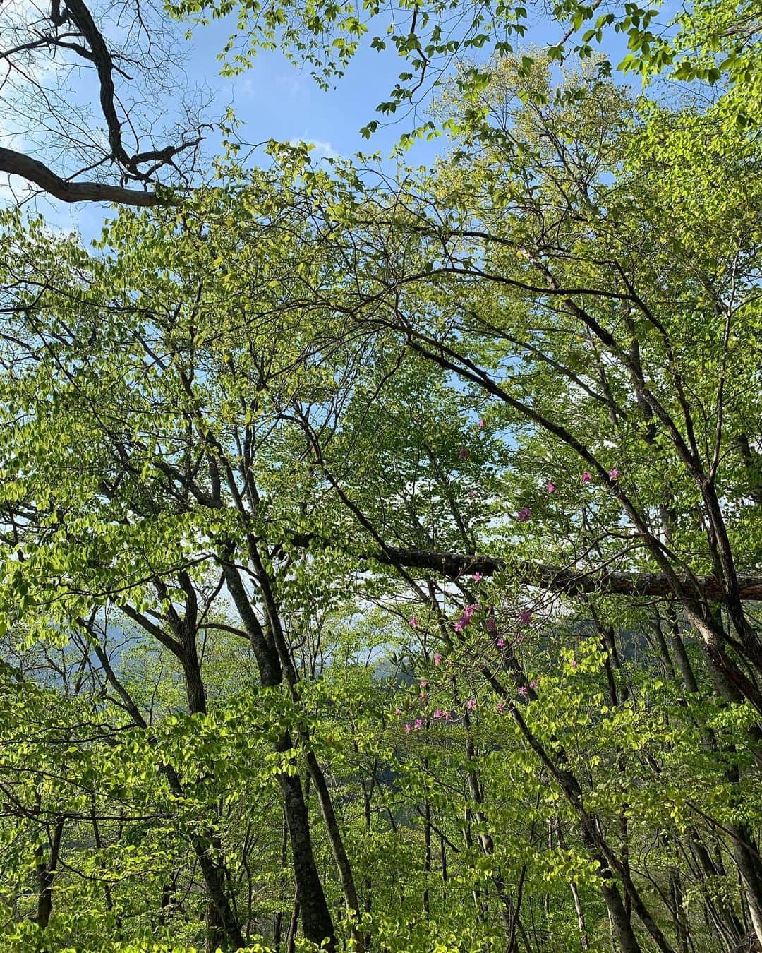 Rihwaさんのインスタグラム写真 - (RihwaInstagram)「大菩薩嶺⛰🌸🐍🌳🍃🌞🌼💖 春の登山⛰🥾💕🌸 #Rihwa #bestie #bff #三原勇希 @yuukimeehaa  #登山 #山登り #大菩薩嶺 #大菩薩峠 #2057m #山梨」5月18日 17時12分 - rihwa_official