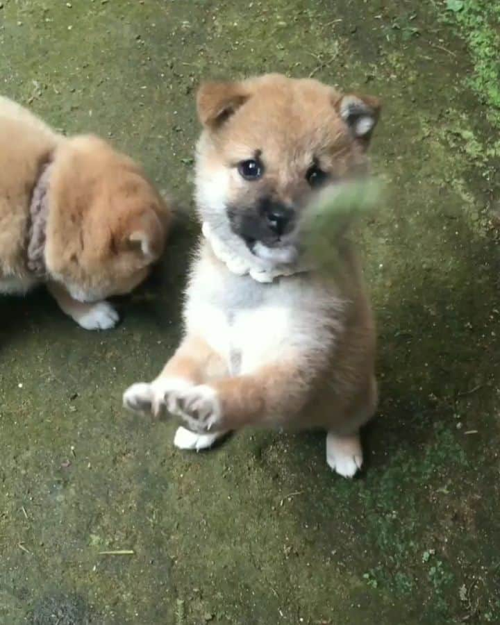 柴犬たま Shibainu Tamaのインスタグラム