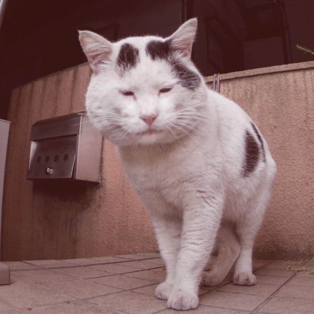 Kachimo Yoshimatsuさんのインスタグラム写真 - (Kachimo YoshimatsuInstagram)「可愛いナナクロ。 Cute Nanakuro(Seven Blacks) #uchinonekora #nanakuro  #neko #cat #catstagram #kachimo #猫 #ねこ #うちの猫ら http://kachimo.exblog.jp」5月18日 17時31分 - kachimo