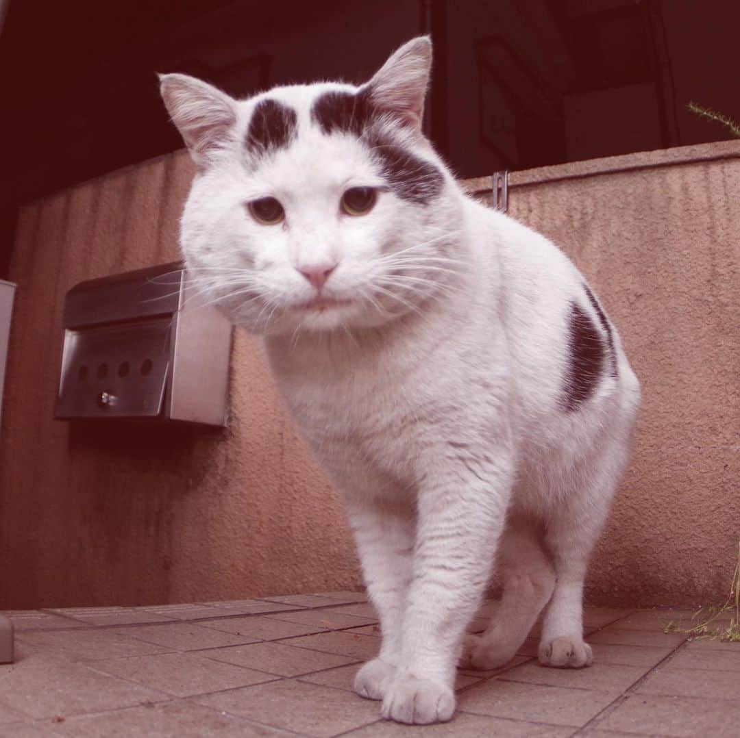 Kachimo Yoshimatsuさんのインスタグラム写真 - (Kachimo YoshimatsuInstagram)「可愛いナナクロ。 Cute Nanakuro(Seven Blacks) #uchinonekora #nanakuro  #neko #cat #catstagram #kachimo #猫 #ねこ #うちの猫ら http://kachimo.exblog.jp」5月18日 17時31分 - kachimo
