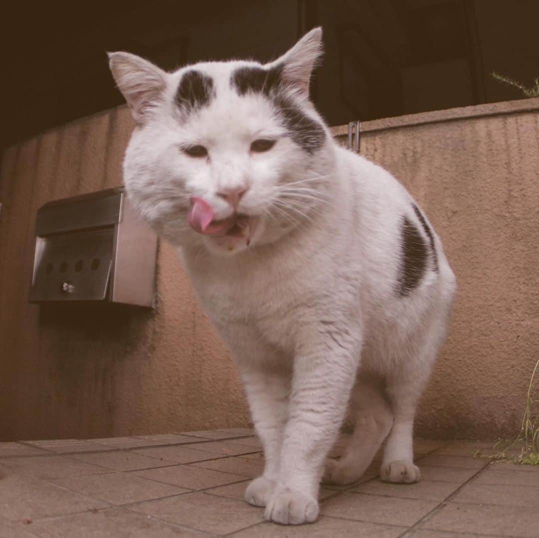 Kachimo Yoshimatsuさんのインスタグラム写真 - (Kachimo YoshimatsuInstagram)「可愛いナナクロ。 Cute Nanakuro(Seven Blacks) #uchinonekora #nanakuro  #neko #cat #catstagram #kachimo #猫 #ねこ #うちの猫ら http://kachimo.exblog.jp」5月18日 17時31分 - kachimo