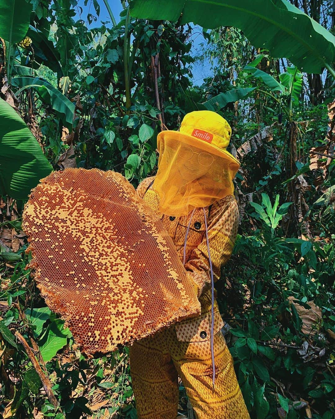 Amata Chittaseneeさんのインスタグラム写真 - (Amata ChittaseneeInstagram)「‘BEE’ RESPECTFUL #pearypiegoesgreen #chiangmai #Thailand วิชา การใช้ประโยชน์จากป่าแบบยั่งยืนของชุมชนเล็ก  น้ำผึ้งธรรมชาติ นับเป็นผลผลิตแสนพิเศษที่ธรรมชาติมอบให้แก่มนุษยชาติไว้เติมความอร่อย รวมถึงการเป็นยารักษาโรคที่ช่วยชีวิตมนุษย์มานานนับ พันปี น้ำผึ้งหลวงมีสรรพคุณเป็นยา เพราะผึ้งหลวงบินสูง ทำรังสูง ดอกไม้ส่วนใหญ่ที่อยู่ระดับนั้นมีฤทธิ์เป็นสมุนไพร ทำให้น้ำผึ้งมีสรรพคุณทางยาตามไปด้วย น้ำผึ้งหลวงแต่ละรังก็มีสรรพคุณไม่เหมือนกัน เพราะป่าแต่ละบริเวณมีพืชพรรณแตกต่างกัน ส่วนน้ำผึ้งของแต่ละปี เป็นรสชาติที่สื่อสารเรื่องราวที่เกิดขึ้นในปีนั้นๆอีกด้วย 😊 การมีผึ้งที่ช่วยผสมเกสรจะช่วยให้ป่าที่นี่อุดมสมบูรณ์ วิธีการเก็บน้ำผึ้ง การไล่ผึ้งของชาวบ้านที่นี้ ที่ไม่ทำร้ายและไม่ทำลายธรรมชาติให้เสียหาย นับว่าเป็นการอยู่ด้วยกันและการใช้ประโยชน์จากป่าแบบยั่งยืนที่ดีจริงๆ  Communities and Sustainability My goal is to spread awareness around sustainability, health and wellness, so that we’re all empowered to make choices for ourselves and our families that feel aligned with our values. Bees are not just honey or wax producers, but that they also play the essential role of pollinator in our food production, and are key players in a healthy ecosystem. If we lost all bees tomorrow, our food sources would start to vanish. Chiangdao communities harvest honey made from nectar collected in the forest. This honey can be used as food or can be sold only to generate income for the forests’ maintenance where the people have looked after the forest for over 100 years.」5月18日 18時15分 - pearypie