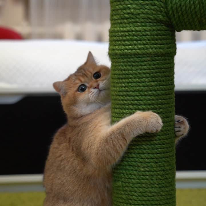 Hosicoのインスタグラム
