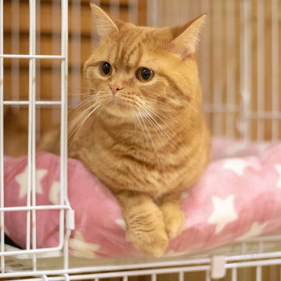 マアルのインスタグラム：「トムちゃん #🐈 #猫好きさんと繋がりたい #北海道 #旭川市 #ペットホテル #マンチカン」