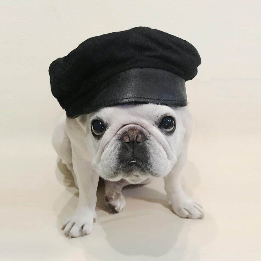 Ham-chanさんのインスタグラム写真 - (Ham-chanInstagram)「#frenchbulldog #frenchie #hamchan #hamham #フレンチブルドッグ #フレブル #はむちゃん #はむはむ #paulharnden #paulharndenshoemakers #ポールハーデン  #お気に入りの帽子 帽子が増えすぎる😆」5月18日 19時02分 - hide_ham_tank