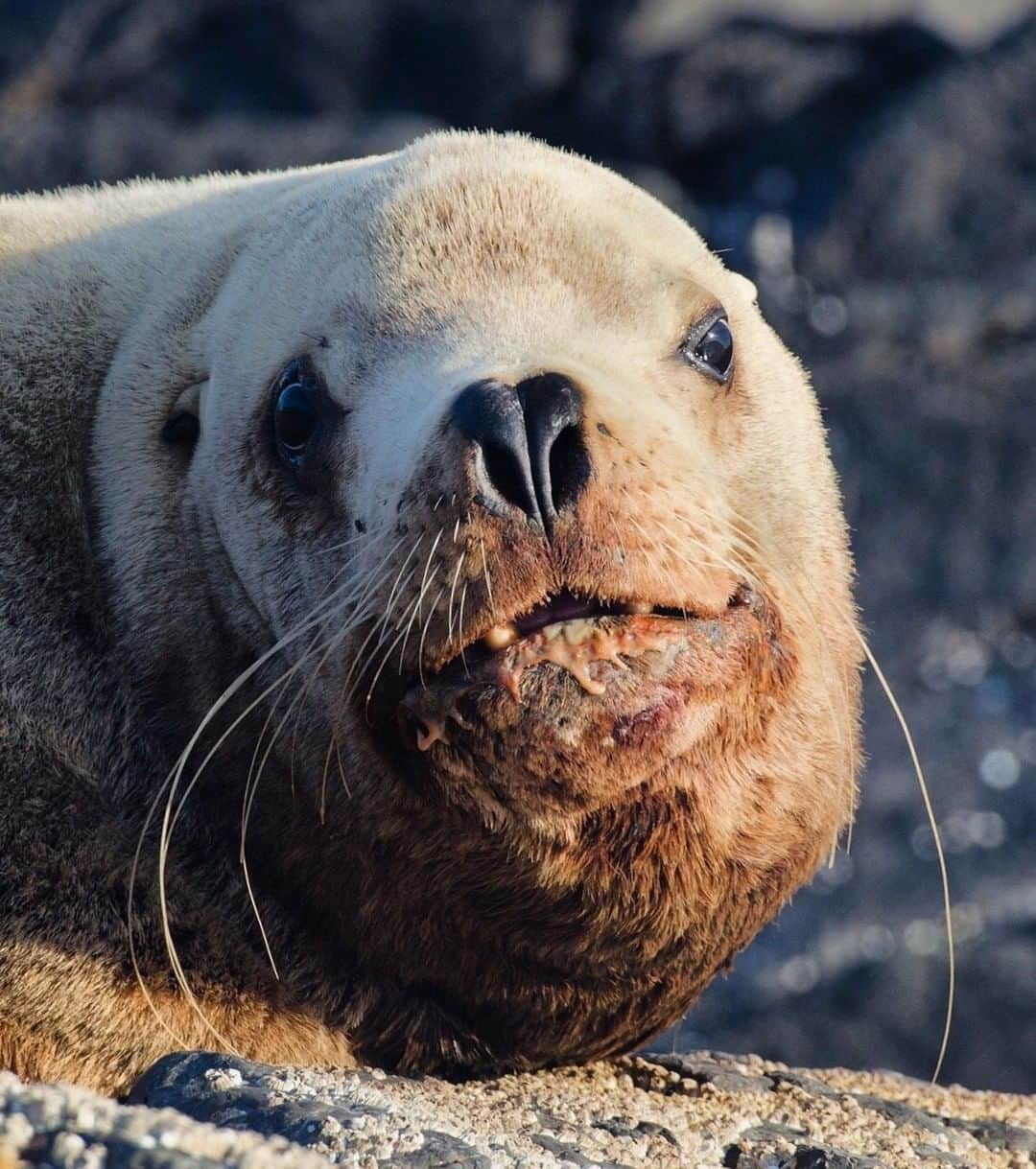 National Geographic Travelさんのインスタグラム写真 - (National Geographic TravelInstagram)「Photo by @bertiegregory | A male stellar sea lion hauled out on a rocky outcrop off the west coast of Vancouver Island, British Columbia, Canada. These males can grow to more than 9ft and weigh 1.2 tonnes! Follow @bertiegregory for more wildlife adventures! #britishcolumbia #photography #wildlife #coast #sealion」5月18日 19時11分 - natgeotravel