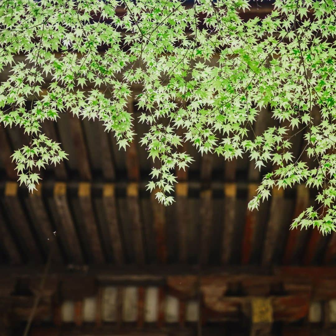 fuka_09さんのインスタグラム写真 - (fuka_09Instagram)「﻿ #室生寺﻿ ﻿ ﻿ 室生寺の五重塔は日本で﻿ 一番小さいみたい ◡̈﻿ ﻿ それでも近くでみると圧巻﻿ そしてここも新緑が最高﻿ ﻿ ﻿ #奈良 #わたしは奈良派﻿ ﻿ ﻿」5月18日 19時10分 - fuka_09