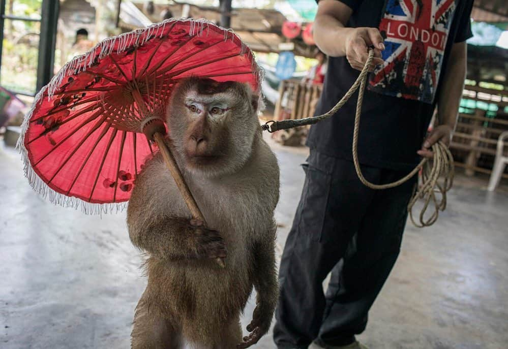 ナショナルジオグラフィックさんのインスタグラム写真 - (ナショナルジオグラフィックInstagram)「Photos by Kirsten Luce @kirstenluce | A macaque performs at Mae Rim Monkey School, in Chiang Mai, Thailand. This tourist attraction offers multiple daily performances. When not performing tricks, the monkeys sit alone in tiny metal cages or on short chains outside.  This is one of many shady animal attractions around Chiang Mai. I encourage anyone visiting Thailand to do their research before visiting such places—check the one- and two-star reviews online before booking tours or supporting these businesses.  For the June 2019 issue of National Geographic, writer @natashaldaly and I traveled the world to learn about wildlife tourism and the suffering that goes on behind the scenes. Our intention is not to shame tourists who have had these encounters but to arm our readers with information that will help them identify potentially abusive situations for animals.  To learn more, read our story at natgeo.com/wildlifetourism and follow @world_animal_protection which works to raise awareness and help animals in the tourism industry.」5月19日 0時36分 - natgeo