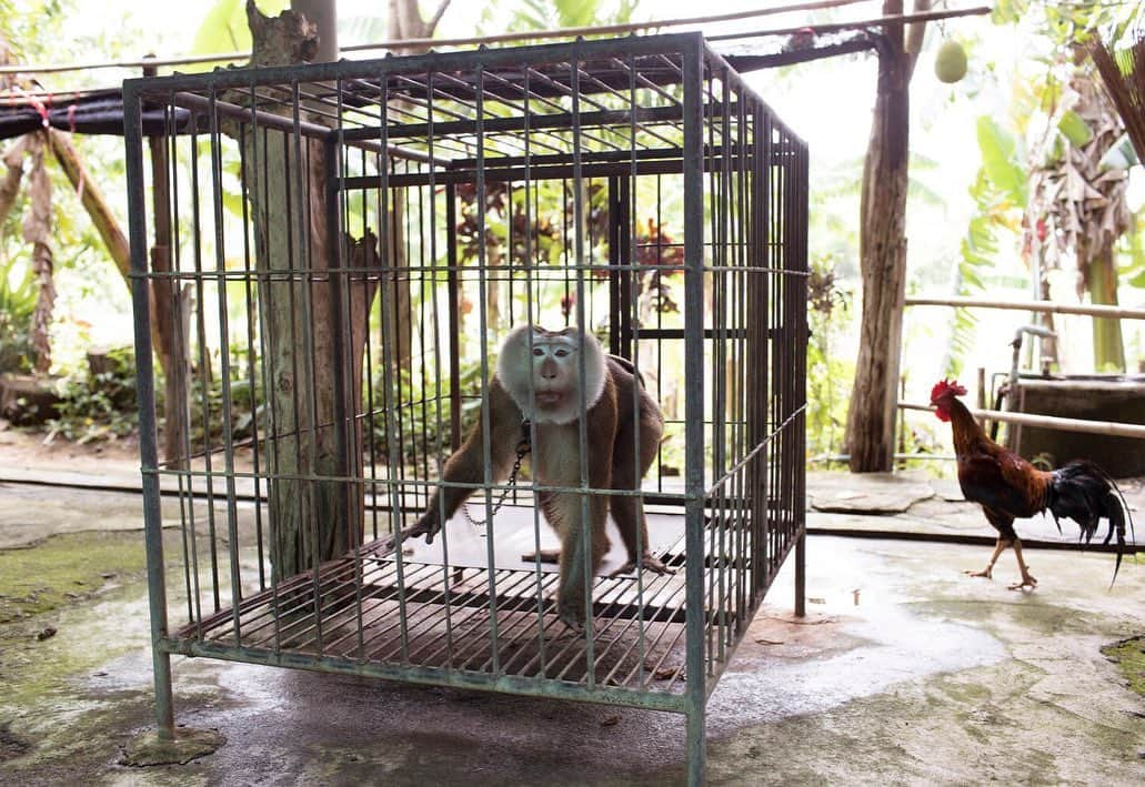 ナショナルジオグラフィックさんのインスタグラム写真 - (ナショナルジオグラフィックInstagram)「Photos by Kirsten Luce @kirstenluce | A macaque performs at Mae Rim Monkey School, in Chiang Mai, Thailand. This tourist attraction offers multiple daily performances. When not performing tricks, the monkeys sit alone in tiny metal cages or on short chains outside.  This is one of many shady animal attractions around Chiang Mai. I encourage anyone visiting Thailand to do their research before visiting such places—check the one- and two-star reviews online before booking tours or supporting these businesses.  For the June 2019 issue of National Geographic, writer @natashaldaly and I traveled the world to learn about wildlife tourism and the suffering that goes on behind the scenes. Our intention is not to shame tourists who have had these encounters but to arm our readers with information that will help them identify potentially abusive situations for animals.  To learn more, read our story at natgeo.com/wildlifetourism and follow @world_animal_protection which works to raise awareness and help animals in the tourism industry.」5月19日 0時36分 - natgeo