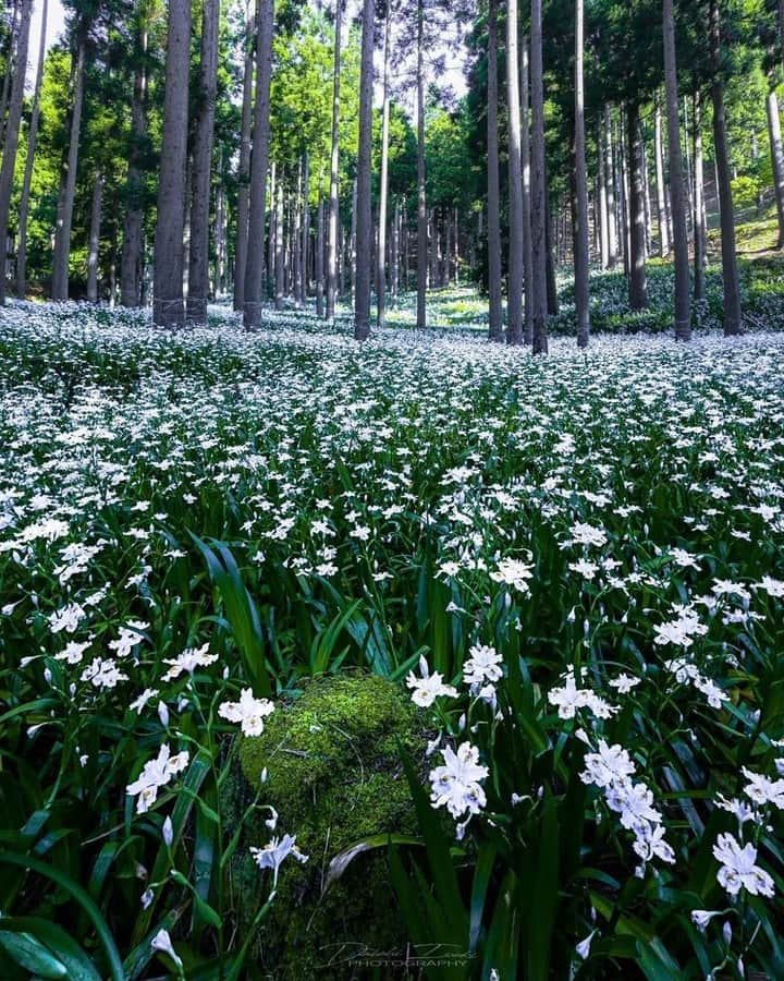 花の写真館さんのインスタグラム写真 - (花の写真館Instagram)「Photo by @da1pix.⠀ https://instagram.com/da1pix/⠀ .⠀ Original Post[投稿頂いたURL]⠀ https://www.instagram.com/p/BidjvFWgBFA/⠀ .⠀ 本アカウントは、 #私の花の写真 をつけてInstagramに投稿された皆さまの花の写真や、「花の写真館」Facebookページで投稿された花の写真を紹介します。⠀ 「花の写真館」Facebookページは、「 @floral.photograph 」のプロフィールにあるURLからご覧ください。⠀ .⠀ #花の写真館 #floralphotograph #floralphoto #flower #flowers #富士フイルム #FUJIFILM⠀ Follow: @floral.photograph」5月18日 19時30分 - floral.photograph