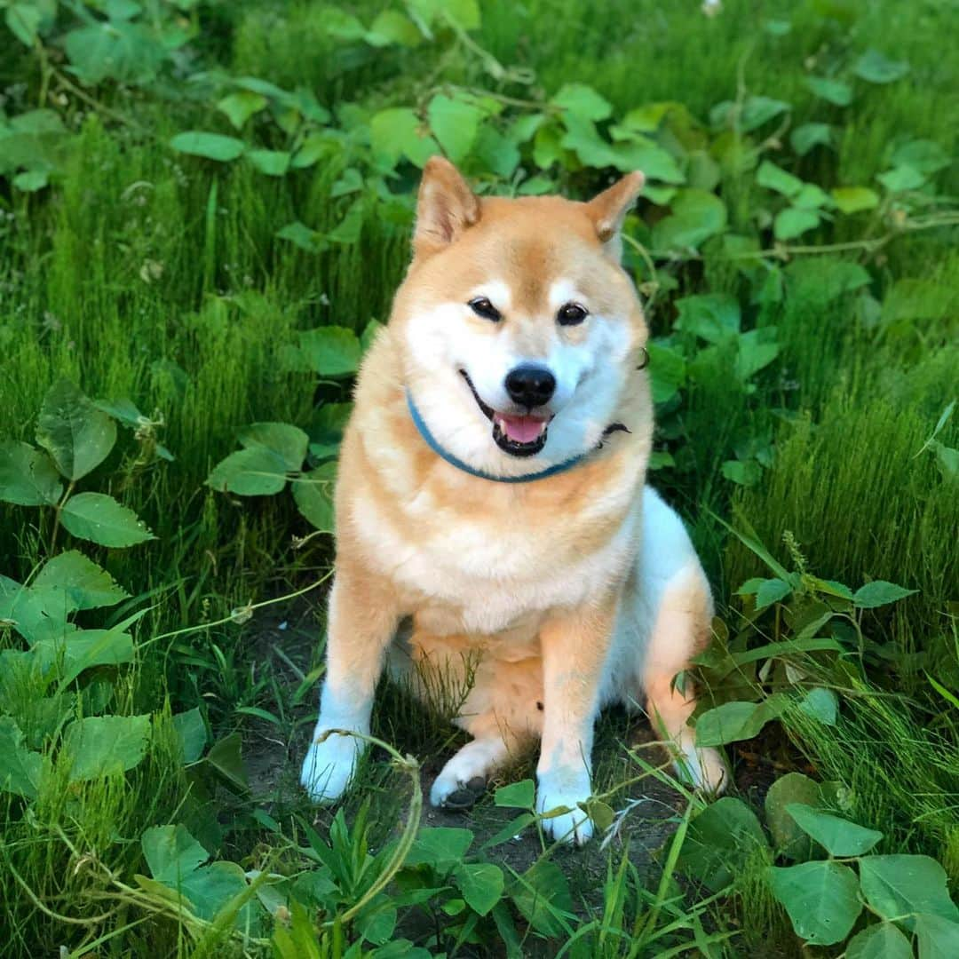 まる（まるたろう）さんのインスタグラム写真 - (まる（まるたろう）Instagram)「It's OK to have some rest.✨🐶✨ちょっと休んで行きなよ〜 #そんなに急いでどこ行くの #お隣どーじょ #草の上のぽにょ #誰がやねん‼️」5月18日 19時33分 - marutaro