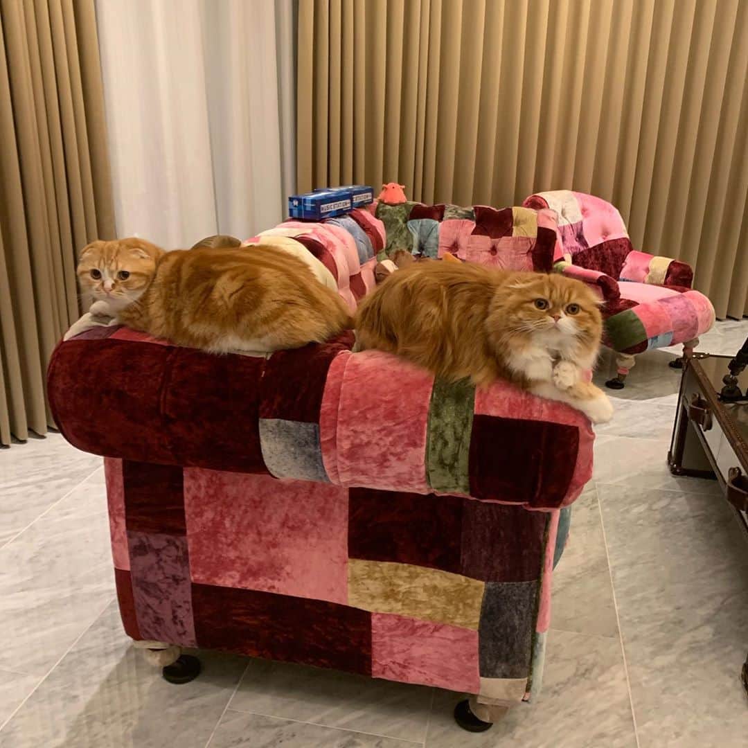 HIKAKINのインスタグラム：「不安定なとこに2匹ともwww  #まるお #もふこ #猫 #かわいい #ヒカキン」