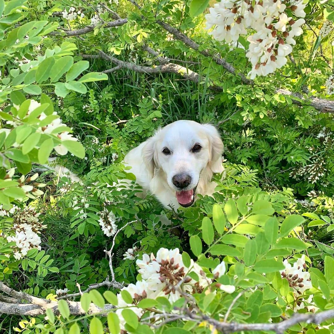 P太郎ママさんのインスタグラム写真 - (P太郎ママInstagram)「#ニセアカシア #ハリエンジュ 白い藤に見えるけど。 藤よりもずーっと甘い甘い香りがする。 蜂がぶんぶん飛んどるよ。 甘〜いミツが取れるんやろね。 #花と犬」5月18日 19時51分 - ptarodada