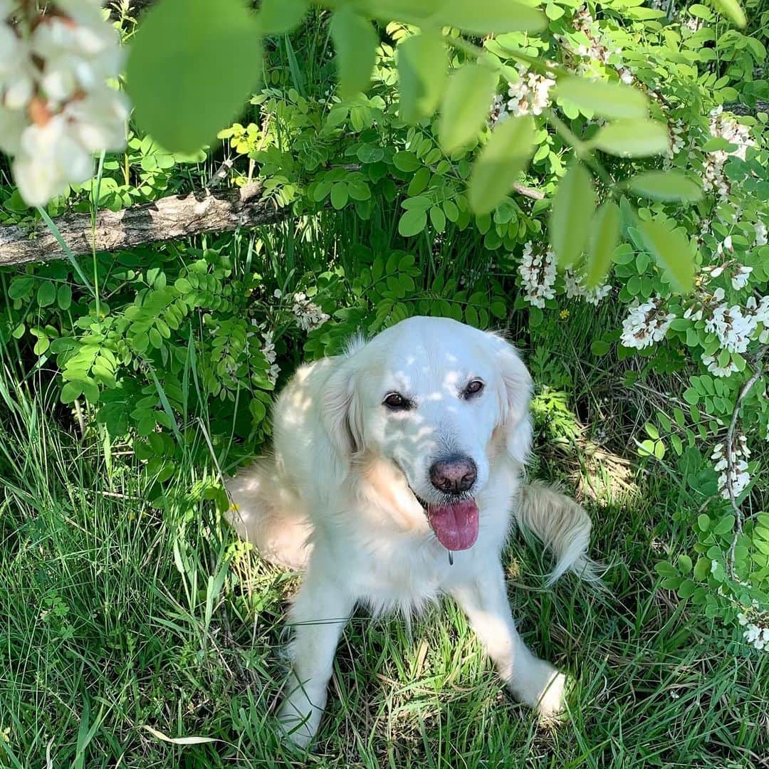 P太郎ママさんのインスタグラム写真 - (P太郎ママInstagram)「#ニセアカシア #ハリエンジュ 白い藤に見えるけど。 藤よりもずーっと甘い甘い香りがする。 蜂がぶんぶん飛んどるよ。 甘〜いミツが取れるんやろね。 #花と犬」5月18日 19時51分 - ptarodada