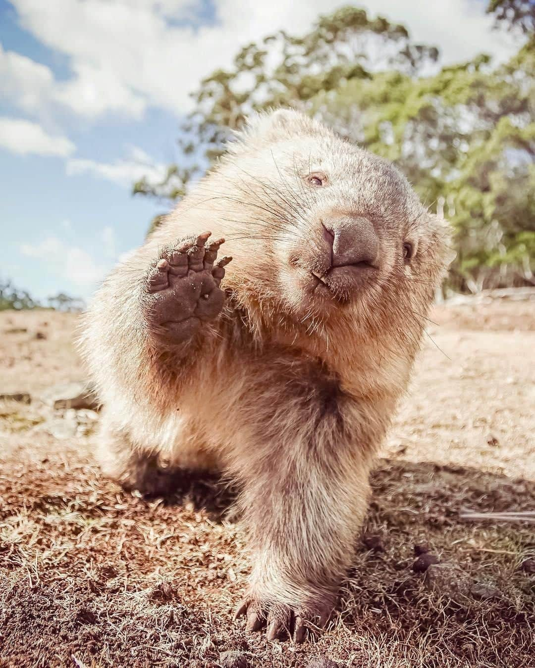 Australiaさんのインスタグラム写真 - (AustraliaInstagram)「When a #wombat high-fives you, don’t leave him hanging! 🖐️ @i.m.li encountered this friendly fellow on @tasmania’s #MariaIsland, where wombats are commonly seen roaming around and often come right up to visitors to say hello. This little island off the mainland of @eastcoasttasmania is known for being a #wildlife haven, making it one of the best places in #Australia to see pademelons, Bennetts wallabies and Tasmanian devils in the wild. TIP: Do the @greatwalksofoz and @australianwildlifejourneys guided walking tour with @mariaislandwalk to explore the island over four days, they really know the best spots to take you for the most memorable trip. 😉  #seeaustralia #discovertasmania #eastcoasttasmania #nature #wildlifephotography」5月18日 20時00分 - australia