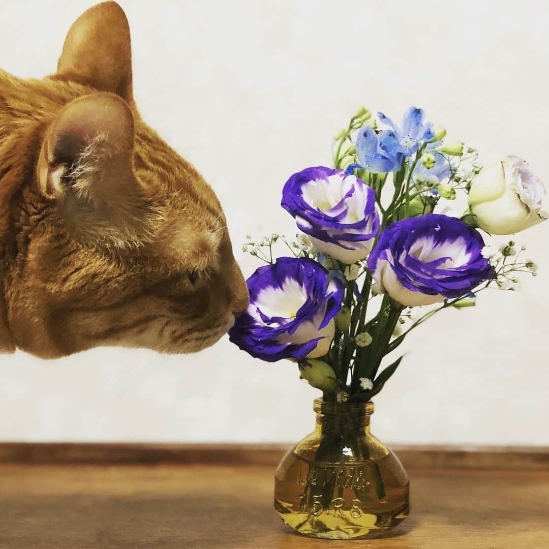 Bloomee LIFEさんのインスタグラム写真 - (Bloomee LIFEInstagram)「・⠀ 今週のお花は⠀ ❁﻿トルコキキョウ (ロジーナブルーピコティ)⠀ ❁マリンブルー (プラチナブルー)⠀ ❁﻿かすみ草⠀ ・⠀ Special Thanks Photo by⠀⠀ @imuyamotas⠀ ・⠀ 青と紫の鮮やかなブーケ、猫ちゃんもお気に入りなのでしょうか💕⠀ マリンブルーの鮮やかさが爽やかです🌿⠀ ・⠀ #bloomeelife#ブルーミーライフ#花のある生活#花好きな人と繋がりたい#おうち時間#花部#花写真#花が好き#花を飾る#暮らしを楽しむ#日々の暮らし#丁寧な暮らし#日々#お花のある暮らし#ナチュラル#素敵な休日#暮らしを整える#くらしのきほん#日々の暮らしを楽しむ#丁寧に暮らす#flowerstagram #花束#ペコねこ部#トルコキキョウ#フラワーベース#ミニブーケ#カスミソウ#かすみ草#猫」5月18日 20時00分 - bloomee