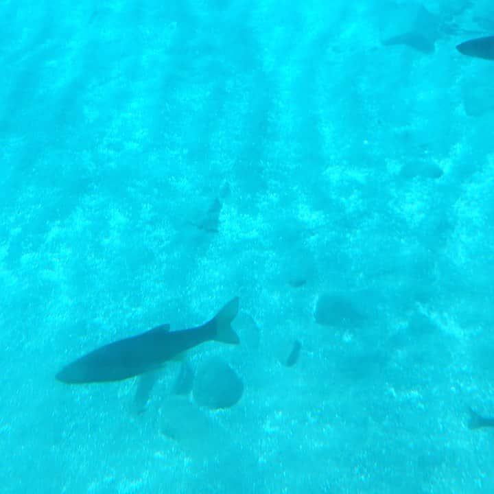 D[di:]のグルメインスタ