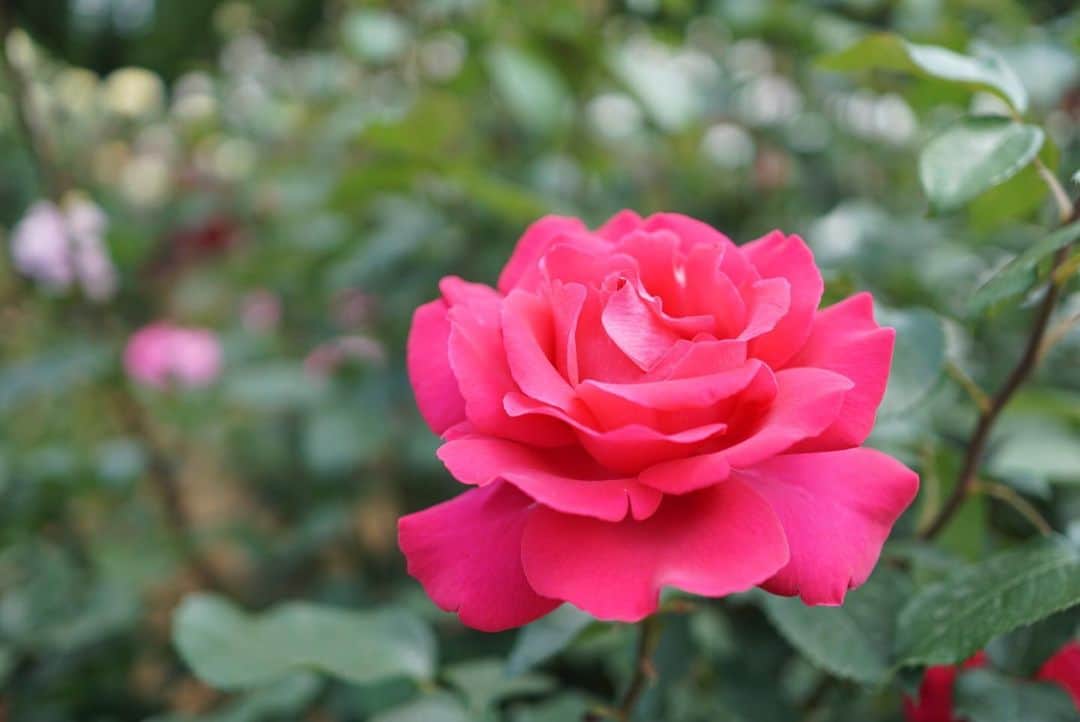 みかんさんのインスタグラム写真 - (みかんInstagram)「. 風格があります✨ . . #バラ #rose #王妃アントアネット  #mikanmamahana」5月18日 20時10分 - aja.ri
