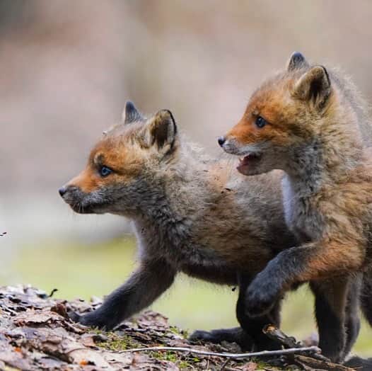 Hikaruのインスタグラム：「Children of a fox. . . . 動物を追いかけて行くうちに、 やっぱり私も狐さんが大好きになりました。 この現象は、狐さんを撮った人だけにわかる魅力なのです。 . . 私は、ずっとiPhoneで編集しています。 アップデート早くするんだったと後悔。。 Lightroomが良くなってました。。 . . . #instagram #instagramjapan #igersjp #東京カメラ部 #tokyocameraclub #natgeo #yourshotphotographer #sony #bealpha #sonyalpha #pashadelic #naturephotography #naturegeography #fox #キタキツネに会いたい #キタキツネ #lovers_nippon #photogrena_nature #photo_shorttrip #japan#visitjapanjp #longexposure_japan #hokkaido #写真好きな人と繋がりたい」