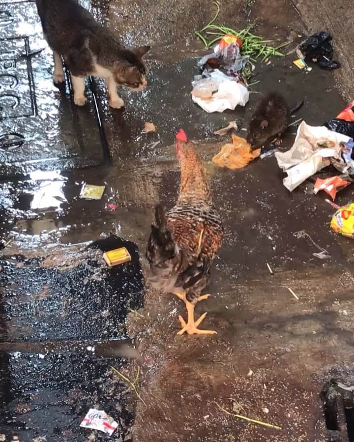 ジャンポールレスパナールのインスタグラム：「. Today is pride day in Brussels. But this is a video I took during a trip in India. Seing this cat, this rat and this hen eating together in this world full of trash made me think that everything is possible if each of us would put a little bit of himself to make it work. 🐈 🐀 🐓  #breakmolds」