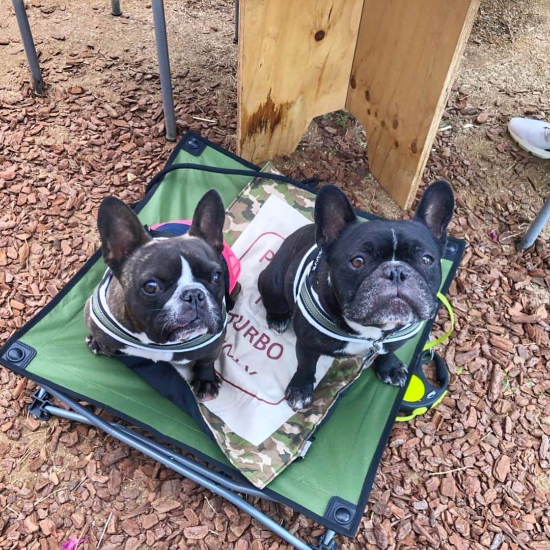 Turbo_dad フレブルのターボのグルメインスタ