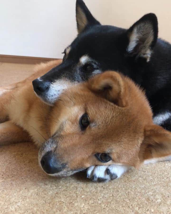 黒柴みくのインスタグラム