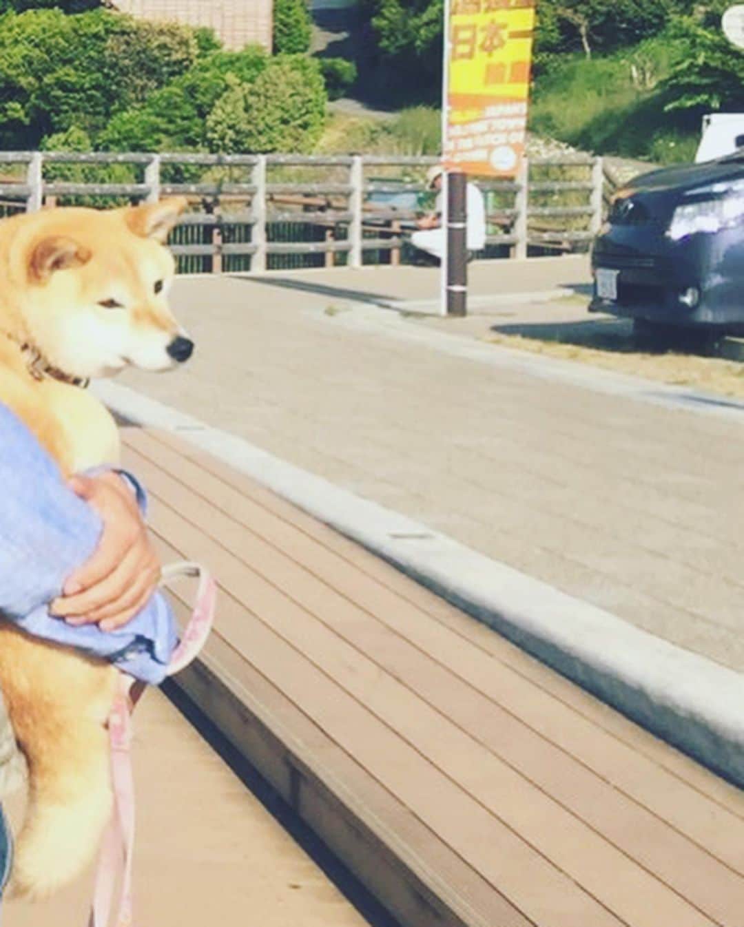 土岐麻子さんのインスタグラム写真 - (土岐麻子Instagram)「あと昨日は白米千枚田に行きました。 手前のでいだらぼっちが私です。  犬はどこでもいつでも可愛い。」5月18日 21時04分 - tokiasako
