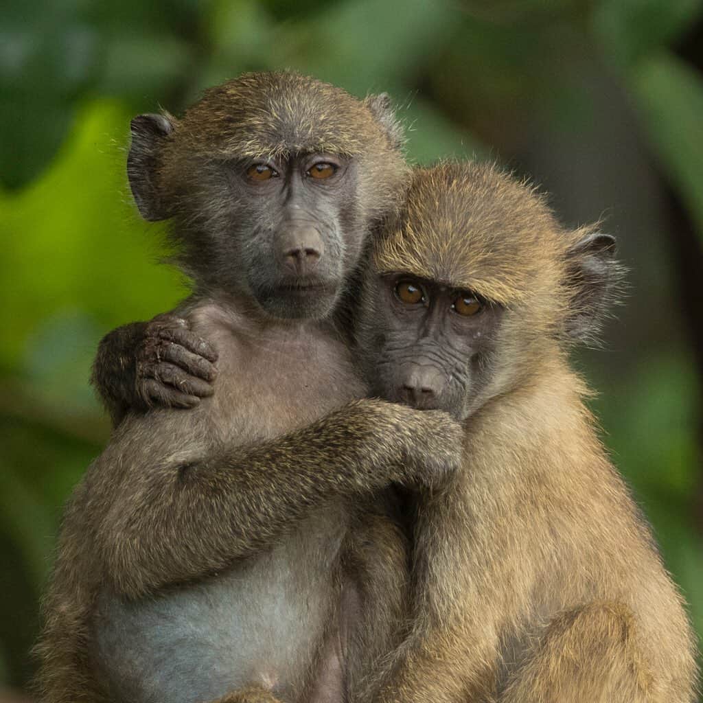 Tim Lamanさんのインスタグラム写真 - (Tim LamanInstagram)「Photos by @TimLaman.  If you’re a young Baboon in Tanzania, you need a buddy. Stay tuned to @TimLaman for more from my ongoing wildlife safari. #Tanzania #baboon #monkey #Africa #hopecollege」5月18日 21時04分 - timlaman