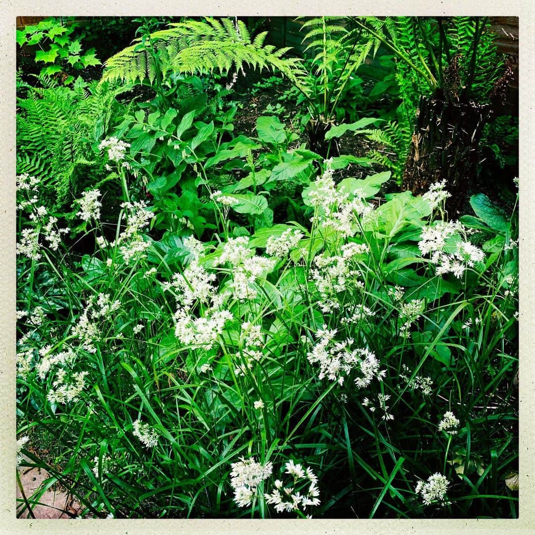 ニック・フロストさんのインスタグラム写真 - (ニック・フロストInstagram)「Nice greens in my garden.」5月18日 21時16分 - friedgold