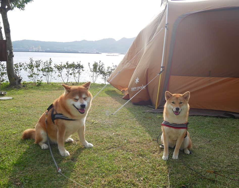 shibainu berryさんのインスタグラム写真 - (shibainu berryInstagram)「camp🐻🦊🏕 こないだ初キャンプ行ったんよね〜❗️🏕 その時の写真✨二頭になって旅行が難しくなり😓 べりやんはペットホテル預けれんから(噛む可能性大😞ストレスで体調崩す可能性もあり。おやじこう見えてすごく繊細😅)べりやんは実家で預かってもらうしかないし、二頭実家で預かってもらうのも難しいし😓むくみは誰にでも人懐こいからペットホテルでも大丈夫そうやけど、普段からケージの生活してないしストレスだろうな、と思って預けれず😓1日最低3回散歩行ってくれて日中フリーにしてくれるペットホテルってないかな❓😅昼間は他のワンコと遊んだりできるような✨徳島県でそんな感じのワンコ預かってくれるところ知ってる方いらっしゃれば教えてください😅🙏 ・ そんな感じで、旅行は難しいからついにキャンプへ😅実際にキャンプしてみたら何の修行かと思った😓帰宅して家で寝て家のありがたみに気付いた✨何の為のキャンプ😂 でもキャンプの道具いっぱい買ったし〜また行く予定はしてるんよね😅キャンプを楽しむ努力をしようと思って😅あ、楽しかったことは楽しかったんやけど、それよりも自然の中で生きることの過酷さがわかったかな…放浪犬とか、野良犬、野良猫とか毎日生きていくことがすごい大変だと思った…😢一体おかんは何しにキャンプに行ったんだよ👋 #❤️迷子犬の掲示板応援団 @maigo_dog  #❤️迷子犬の掲示板四国応援 @maigo_dog_shikoku #めざせ迷子犬ゼロ👌 #柴犬 #べりやん #べりむく #多頭飼い #berry #shiba #shibainu  #shibainumania #shibastagram #instashiba #ぷにっと部 #口角キュキュッと部  #チーム俺様 →部員絶賛募集中 #shiba_snap #proudshibas #west_dog_japan #サンデイ #instagramjapan #ふわもこ部 #pecoいぬ部 #pecotv #buzzfeedanimals #dogsofinstagram #dogsofinstaworld #dogs_of_instagram #9gag」5月18日 21時24分 - shibainu.berry