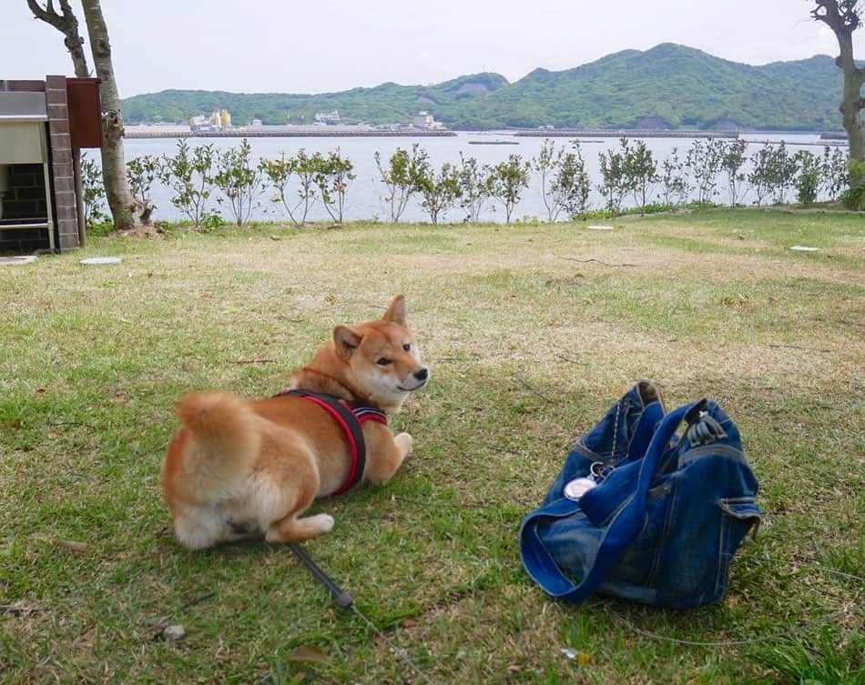 shibainu berryさんのインスタグラム写真 - (shibainu berryInstagram)「camp🐻🦊🏕 こないだ初キャンプ行ったんよね〜❗️🏕 その時の写真✨二頭になって旅行が難しくなり😓 べりやんはペットホテル預けれんから(噛む可能性大😞ストレスで体調崩す可能性もあり。おやじこう見えてすごく繊細😅)べりやんは実家で預かってもらうしかないし、二頭実家で預かってもらうのも難しいし😓むくみは誰にでも人懐こいからペットホテルでも大丈夫そうやけど、普段からケージの生活してないしストレスだろうな、と思って預けれず😓1日最低3回散歩行ってくれて日中フリーにしてくれるペットホテルってないかな❓😅昼間は他のワンコと遊んだりできるような✨徳島県でそんな感じのワンコ預かってくれるところ知ってる方いらっしゃれば教えてください😅🙏 ・ そんな感じで、旅行は難しいからついにキャンプへ😅実際にキャンプしてみたら何の修行かと思った😓帰宅して家で寝て家のありがたみに気付いた✨何の為のキャンプ😂 でもキャンプの道具いっぱい買ったし〜また行く予定はしてるんよね😅キャンプを楽しむ努力をしようと思って😅あ、楽しかったことは楽しかったんやけど、それよりも自然の中で生きることの過酷さがわかったかな…放浪犬とか、野良犬、野良猫とか毎日生きていくことがすごい大変だと思った…😢一体おかんは何しにキャンプに行ったんだよ👋 #❤️迷子犬の掲示板応援団 @maigo_dog  #❤️迷子犬の掲示板四国応援 @maigo_dog_shikoku #めざせ迷子犬ゼロ👌 #柴犬 #べりやん #べりむく #多頭飼い #berry #shiba #shibainu  #shibainumania #shibastagram #instashiba #ぷにっと部 #口角キュキュッと部  #チーム俺様 →部員絶賛募集中 #shiba_snap #proudshibas #west_dog_japan #サンデイ #instagramjapan #ふわもこ部 #pecoいぬ部 #pecotv #buzzfeedanimals #dogsofinstagram #dogsofinstaworld #dogs_of_instagram #9gag」5月18日 21時24分 - shibainu.berry