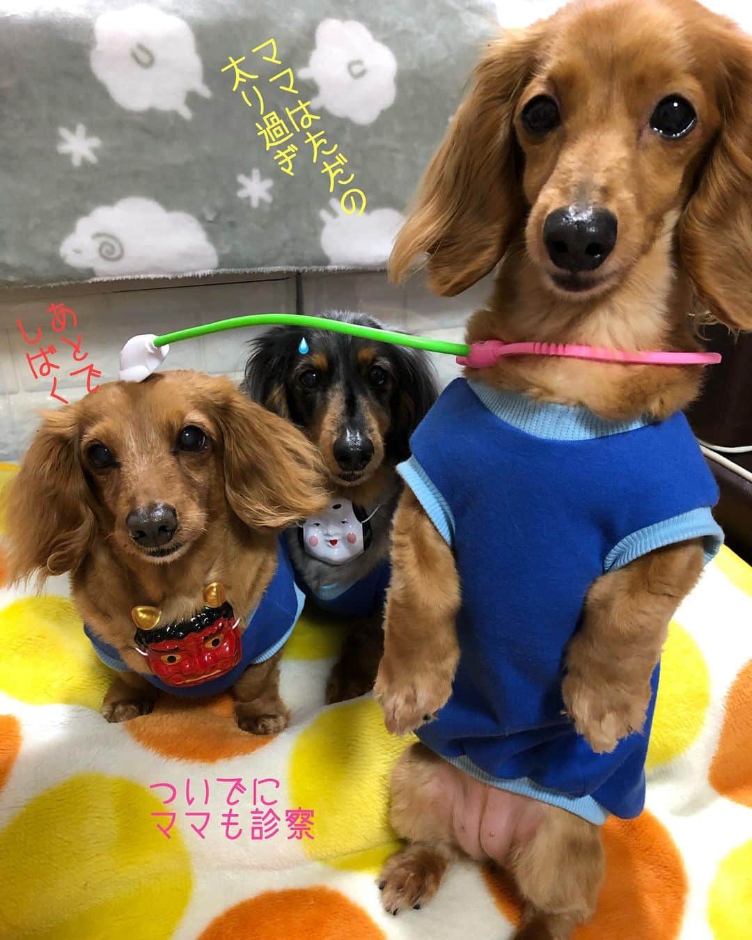Club Soda♡さんのインスタグラム写真 - (Club Soda♡Instagram)「お医者さんごっこ👶 ココアはいつも患者さん笑 #ソーちゃん#ガサツgirl #ミニチュアダックスフンド #ミニチュアダックス #ダックスフンド#ダックス #コードブルー見ててこのブルーの洋服作ったあたし😂 #今度ただのピンクも作ろ🙋 #ちょうちんアンコウググってみたらだいぶブス😂 #ソーちゃんとうとう魚類になった笑 #ちょうちんアンコウのちょうちんて光るん？ @clammbon564 のグラタン食べたい #食べたくて食べたくて震える #西野カナの曲に合わせて歌ってみてね😂」5月18日 21時26分 - kumi.s66