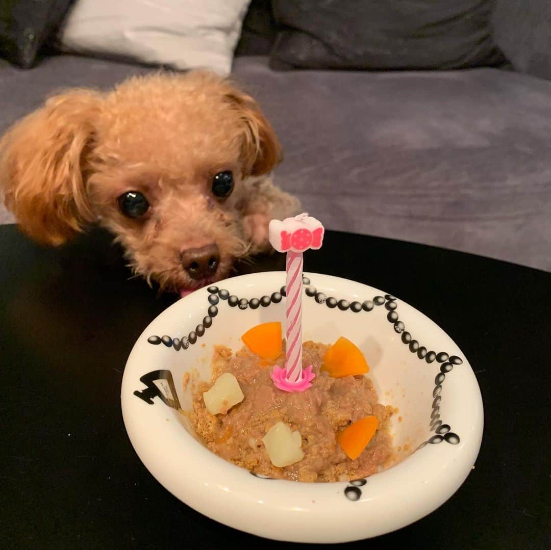 青木茉耶さんのインスタグラム写真 - (青木茉耶Instagram)「#happybirthday 🎂🎉🎁 . . . 我が家の愛犬ティアラちゃん🥰 8歳になりました♡ . . 共に10歳で亡くなっちゃった えっくんと、ももちゃんの分まで いつまでも元気で長生きしてくれますように🙏💋 . . . 膵炎でケーキをあげられないから いつもと違う缶詰めご飯♡ . お誕生日だから少し多めに おかわりあげたら お腹パンパンでひっくり返って寝てる🤣 . . #愛犬 #プードル #8歳 #おめでとう」5月18日 21時27分 - ma_ya_126