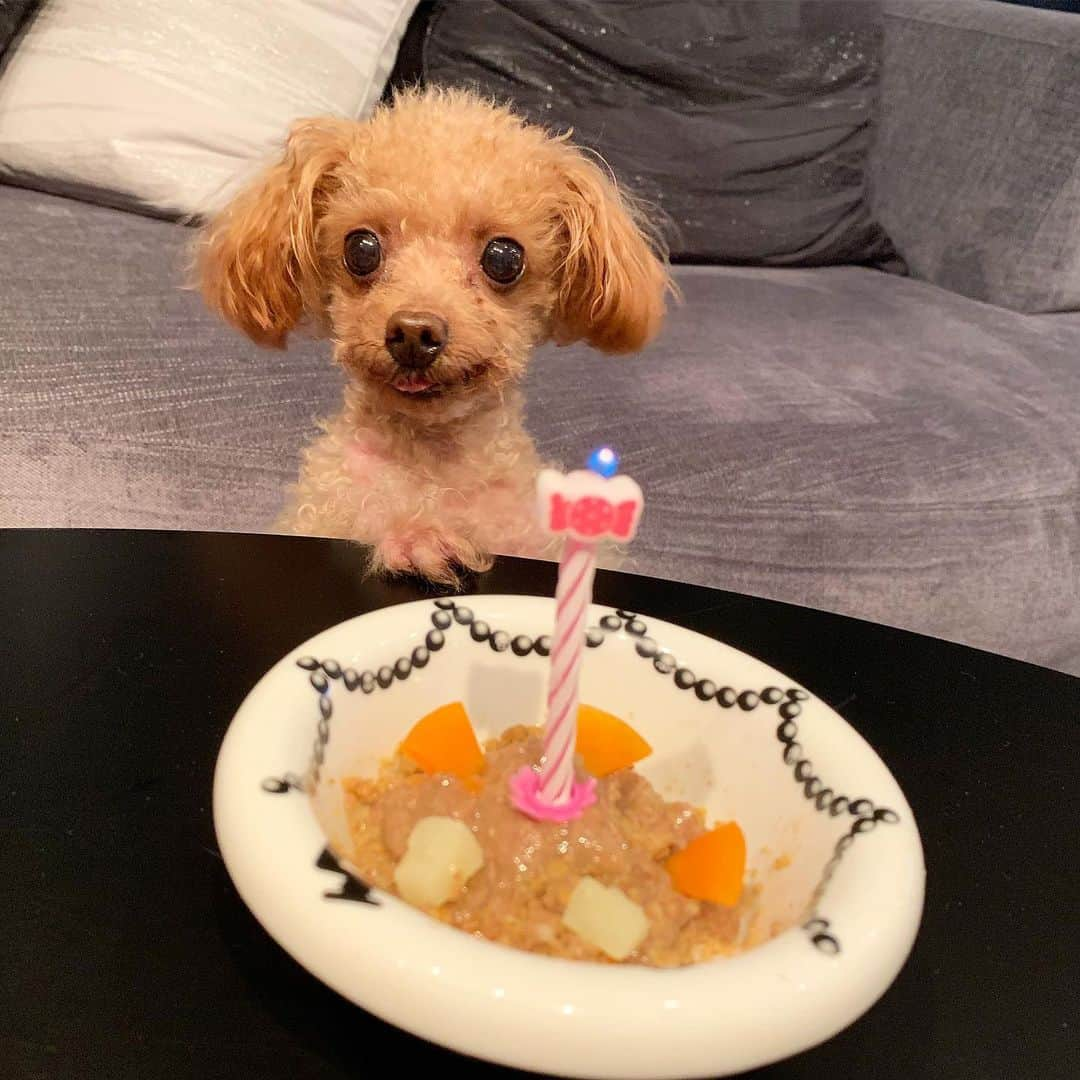 青木茉耶さんのインスタグラム写真 - (青木茉耶Instagram)「#happybirthday 🎂🎉🎁 . . . 我が家の愛犬ティアラちゃん🥰 8歳になりました♡ . . 共に10歳で亡くなっちゃった えっくんと、ももちゃんの分まで いつまでも元気で長生きしてくれますように🙏💋 . . . 膵炎でケーキをあげられないから いつもと違う缶詰めご飯♡ . お誕生日だから少し多めに おかわりあげたら お腹パンパンでひっくり返って寝てる🤣 . . #愛犬 #プードル #8歳 #おめでとう」5月18日 21時27分 - ma_ya_126