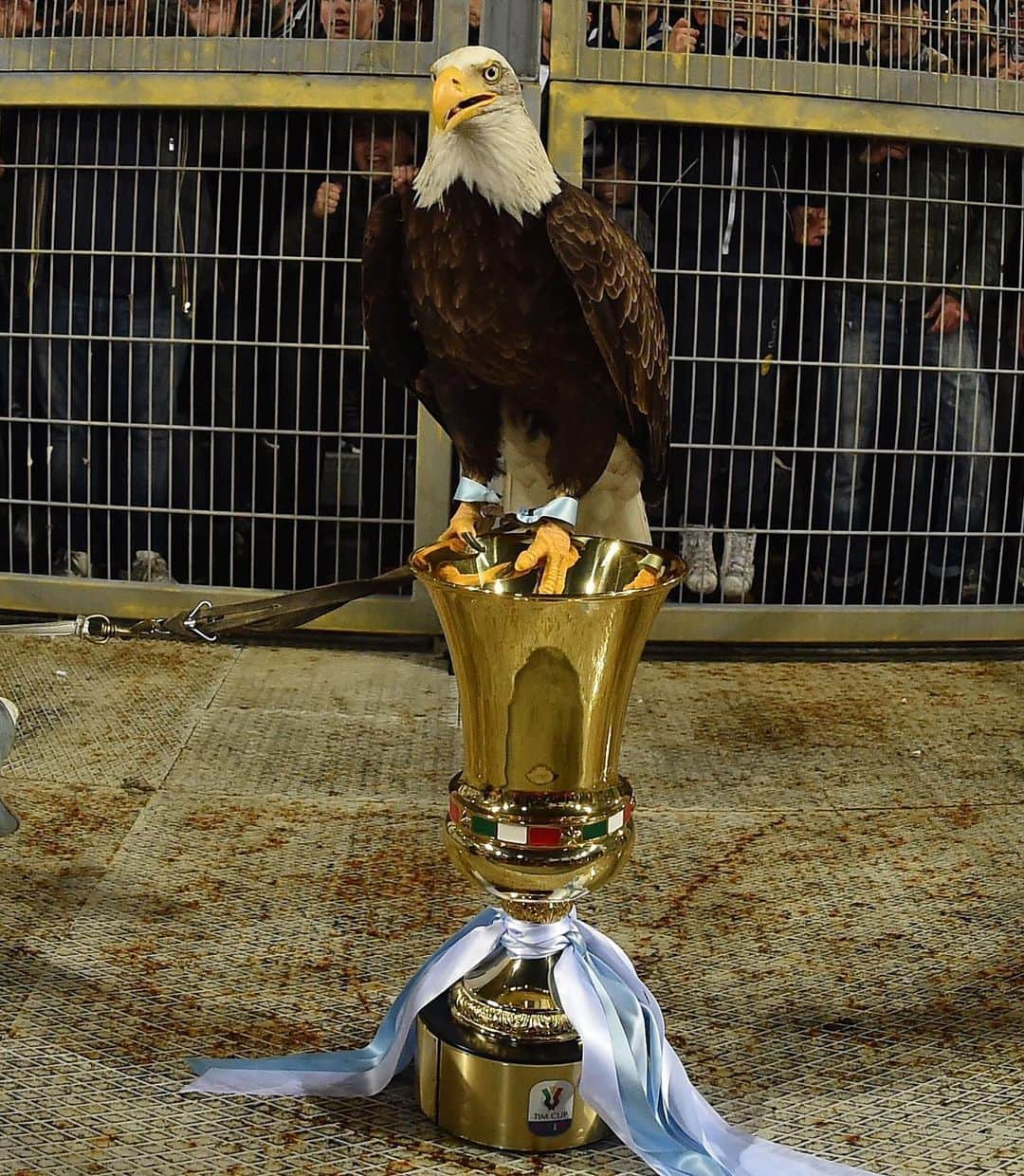 サッカーキングさんのインスタグラム写真 - (サッカーキングInstagram)「. Eagle "Olimpia" gets Coppa Italia Trophy🇮🇹🏆🦅 . 📷Photo by Giuseppe Bellini/Getty Images . #Eagle #鷲 #Olimpia #ラツィオ #Lazio #SSLazio #VIC7ORY #CoppaItalia #コッパイタリア #football #Calcio #サッカーキング #⚽️ #サッカー」5月18日 21時46分 - soccerkingjp