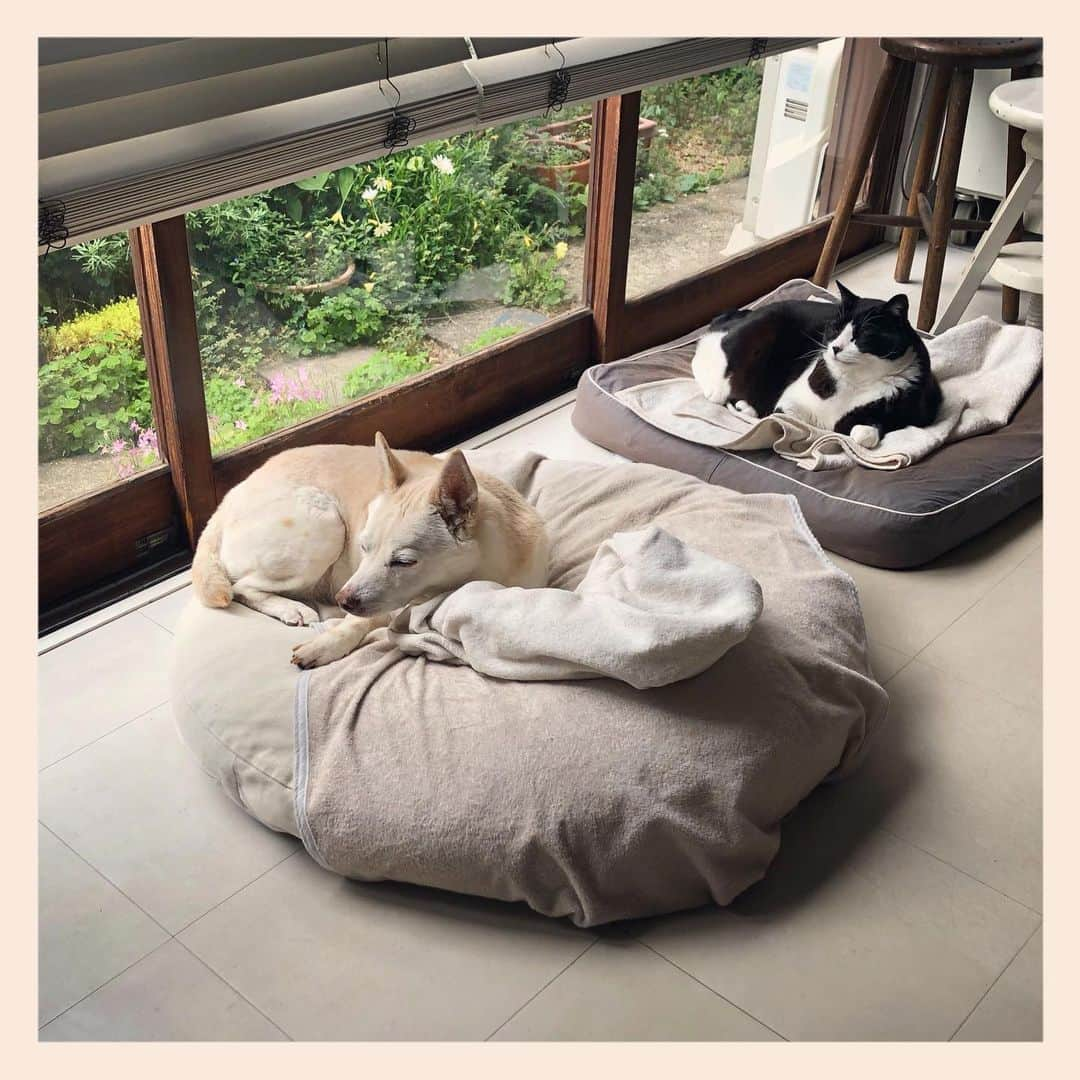 パンといっぴきさんのインスタグラム写真 - (パンといっぴきInstagram)「#元保護犬 #雑種犬 #犬と猫 #元保護猫 #白黒猫 #ハチワレ #blackandwhitecat #crossbreed #tuxedocat #mixdog #catanddog」5月18日 21時57分 - kwhr725