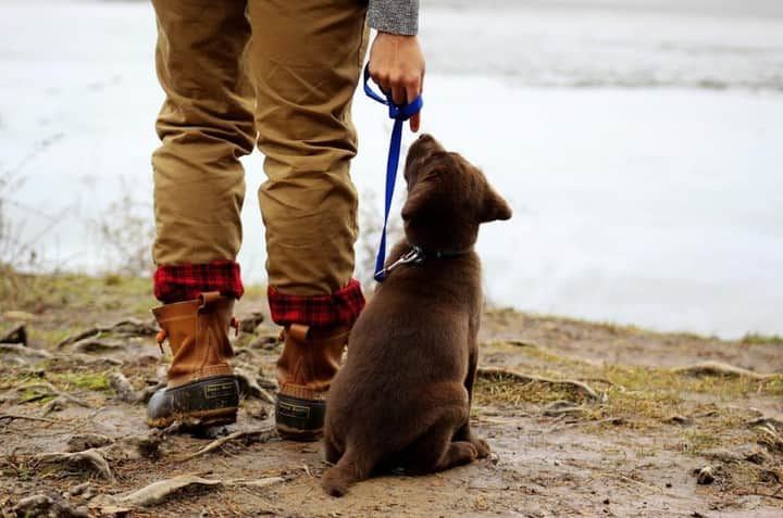 L.L.Beanさんのインスタグラム写真 - (L.L.BeanInstagram)「We want to hear about your spring adventures – big and small. Add the hashtags #BeanOutsider and #LLBeanContest19 to your spring outdoor photos and you could win a $100 L.L.Bean gift card! Official rules: www.llbean.com/contest (📷: Bree L. of Victor, NY) . . . #hikingwithdogs #dogsofinstagram #buffaloplaid #BeanBoots」5月18日 21時56分 - llbean