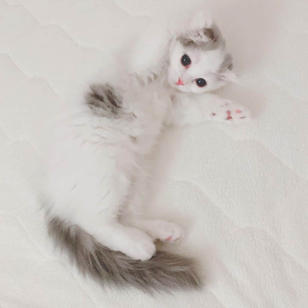 のんたのインスタグラム：「この寝方がかわいくてたまらない😍 おやすみぱん ・ #scottishfold #catstagram_japan #catsofinstagram #cats_of_instagram #catoftheday #purr #bestmeow #catlover #cutecat #kittensofinstagram #cute #スコティッシュフォールド#スコティッシュフォールドロングヘア#baby」