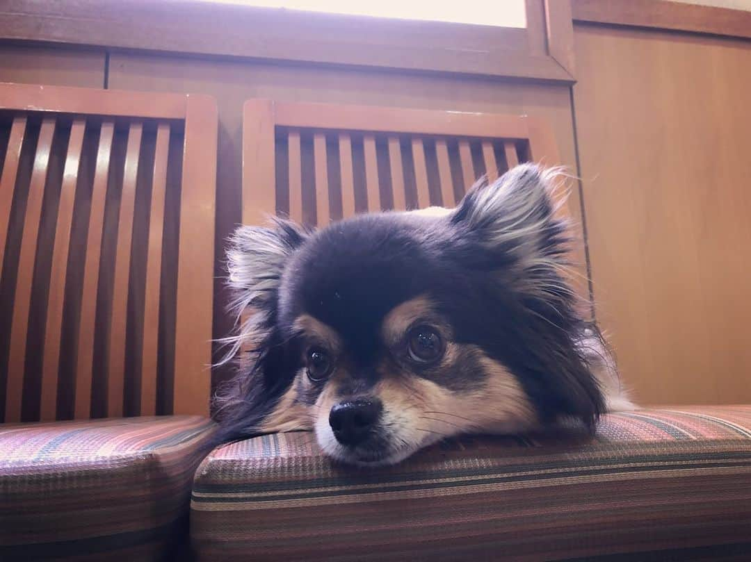 IMALUさんのインスタグラム写真 - (IMALUInstagram)「浜松で #出会ったワンコ🐶」5月18日 22時34分 - imalu_0919