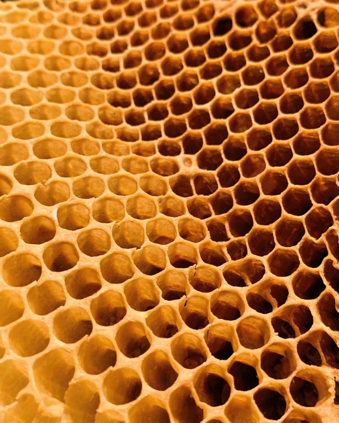 Amata Chittaseneeさんのインスタグラム写真 - (Amata ChittaseneeInstagram)「Architecture x #pearypiewearsthaifabric  Honeycomb #pearypiegoesgreen #chiangmai #Thailand @oaknornlen วิชา เรขาคณิต รังผึ้ง (Honeycomb) ก็เปรียบเสมือนเป็นบ้านของผึ้ง แต่นอกจากเป็นที่อยู่ศัยแล้ว มันก็ยังใช้รังของมันเป็นที่เก็บน้ำผึ้งอีกด้วย รังของผึ้งนั้นสร้างมาจากขี้ผึ้ง แต่ในการผลิตขี้ผึ้งนั้นไม่ใช้เรื่องที่ง่ายเลย กว่าจะผลิตขี้ผึ้งออกมาซัก 1 ออนซ์ เจ้าผึ้งตัวน้อยๆ ต้องกินน้ำผึ้งมากถึง 8 ออนซ์เลยทีเดียว ด้วยเหตุนี้เองจึงทำให้ผึ้งมีวิวัฒนาการในการสร้างรัง การที่รังผึ้งมีรูปทรงหกเหลี่ยม (Hexagon) ก็เป็นเพราะว่า ในบรรดารูปทรงต่างๆนั้น รูปทรงกลมสามารถบรรจุน้ำผึ้งได้มากที่สุดที่สุด แต่พอเอารูปทรงกลมมาเรียงต่อกัน จะเห็นได้ว่ามันยังคงเหลือช่องว่างเล็กๆ ระหว่างวงกลมแต่ละวงอยู่ และช่องว่างเหล่านั้นก็เล็กเกินกว่าที่ผึ้งจะมุดเข้าไปได้ ทำให้สิ้นเปลืองพื้นที่เปล่าๆ แต่ถ้าเป็นรูปหกเหลี่ยม มันจะมีลักษณะคล้ายทรงกลมมากที่สุด แล้วมันก็เรียงติดกันได้อย่างแนบสนิท ไม่มีช่องว่างใดๆเหลืออยู่เลย มีพื้นที่ในการเก็บน้ำผึ้งได้มากกว่า ใช้ขี้ผึ้งในการสร้างน้อยที่สุด จึงทำให้ผึ้งทำงานน้อยลง เพราะสามารถใช้ผนังร่วมกันได้ แถมยังเก็บน้ำผึ้งได้มากที่สุดอีกด้วย」5月18日 22時48分 - pearypie