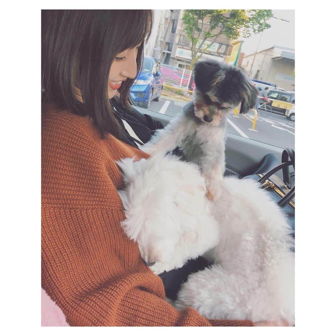 葉月さんのインスタグラム写真 - (葉月Instagram)「ㅤㅤㅤㅤㅤㅤㅤㅤㅤㅤㅤㅤㅤ ぱおくん、ワルなのでシチュー(さとぴのわんちゃん)に乗っかります。 ㅤㅤㅤㅤㅤㅤㅤㅤㅤㅤㅤㅤㅤ ㅤㅤㅤㅤㅤㅤㅤㅤㅤㅤㅤㅤㅤ ㅤㅤㅤㅤㅤㅤㅤㅤㅤㅤㅤㅤㅤ ㅤㅤㅤㅤㅤㅤㅤㅤㅤㅤㅤㅤㅤ #dogsofinstagram #dogstagram  #チワプー #chihuapoo #mix犬」5月18日 22時55分 - hazu1121