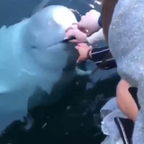 Nature|Folk|Portrait|Videoのインスタグラム：「He is a hero🐋 ━━━━━━━━━━━━━━━━━━━ Photo by @isa.opdahl Via @mittnorge Music by @iksonofficial  Congratulations!  Selection by  @gulumsedunya ━━━━━━━━━━━━━━━━━━━ Team #ig_mood @unsalsicilli @humanistanbul @gizemparlak_ @emili35 @hakancgrn @gulumsedunya @semihcevval @gulperi_karademir @celilbezeng ━━━━━━━━━━━━━━━━━━━ Community @moodcommunity General Tag #moodcommunity ━━━━━━━━━━━━━━━━━━━ #ig_pics_isa_opdahl」