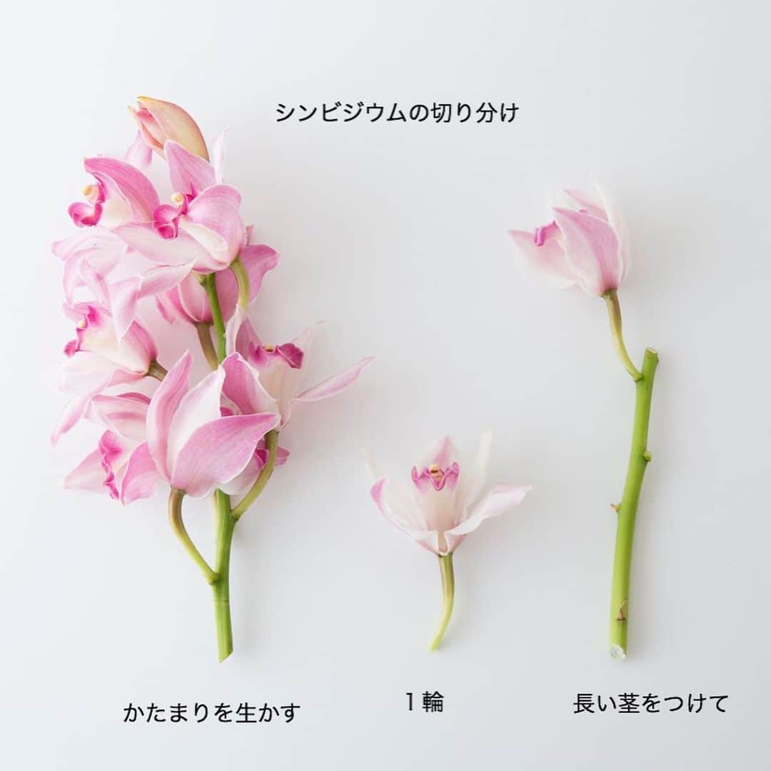 雑誌『花時間』さんのインスタグラム写真 - (雑誌『花時間』Instagram)「おはようございます。先日、母の日スペシャルとして投稿したpicは、こんなアレンジでした。贅沢すぎて、まねられない？  いやいや、ふだんの花あしらいにも役立つワザが使われているんです。それは…2枚めのpic。シンビジウムは1本をこんなふうに分け分け✂️ ボリュームと茎の長さを変えて切り分けることで、ふっくらとして、動きも出せる花材にへ〜んしんなんです ！ シンビジウムは夏場でも、もちのよい優等生💮  日々の花としてもおススメですよ。では、本日も素敵な一日になりますように😊  by ピーターパン  花 @floraflora13  写真 @落合里美  #hana #flower #flowers #flowerslovers #flowerstagram #pinkflowers #花時間 #花時間2019 #花好き #花藝 #花好きな人と繋がりたい #花が好きな人と繋がりたい #花のある生活 #花のある暮らし #シンビジウム #バラカフェラテ #ギガンジウム #ナデシコ #ピンクの花が好き  #初夏の花 #Cymbidium  #botanicallife  #花屋さんへ行こう」5月19日 9時20分 - hanajikan_magazine