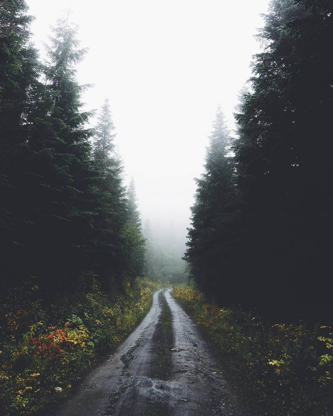 のインスタグラム：「🌲 lost 🌲」
