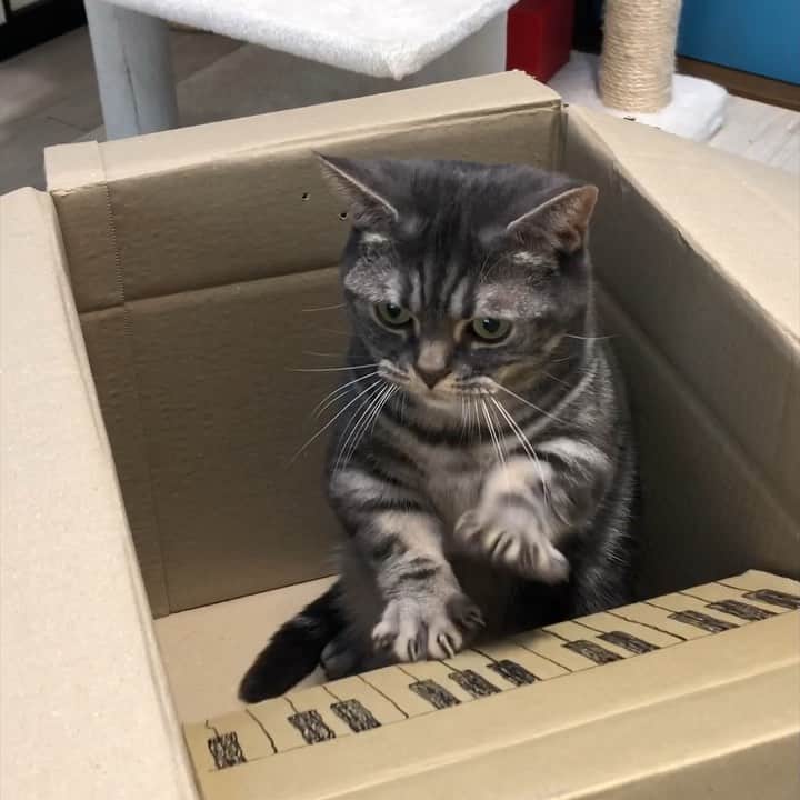 のインスタグラム：「Yuki🐾 。 ピアニスト目指すにゃ😸🎹 。 。 音量気をつけてくださいね🎧 。 ゆきちゃんは、ダンボールでちょいちょい遊び、未だに大好き😊 。 頑張れゆきにゃん😊 。 #Yukinosuke #ゆきのすけ #マンチカン  #munchkin  #短足 #pecotv  #みんねこ #ブルータビー #tabby #ピクネコ #ペコねこ部 #にゃんすたぐらむ #ねこら部 #子猫 #ふわもこ部 #cat #catstagram #instagramcats #cats_of_instagram #catsofinstagram #inscatram #meow #cat_my_boss #catsofworld #cat_features #cutecatskittens #piano #pianist」