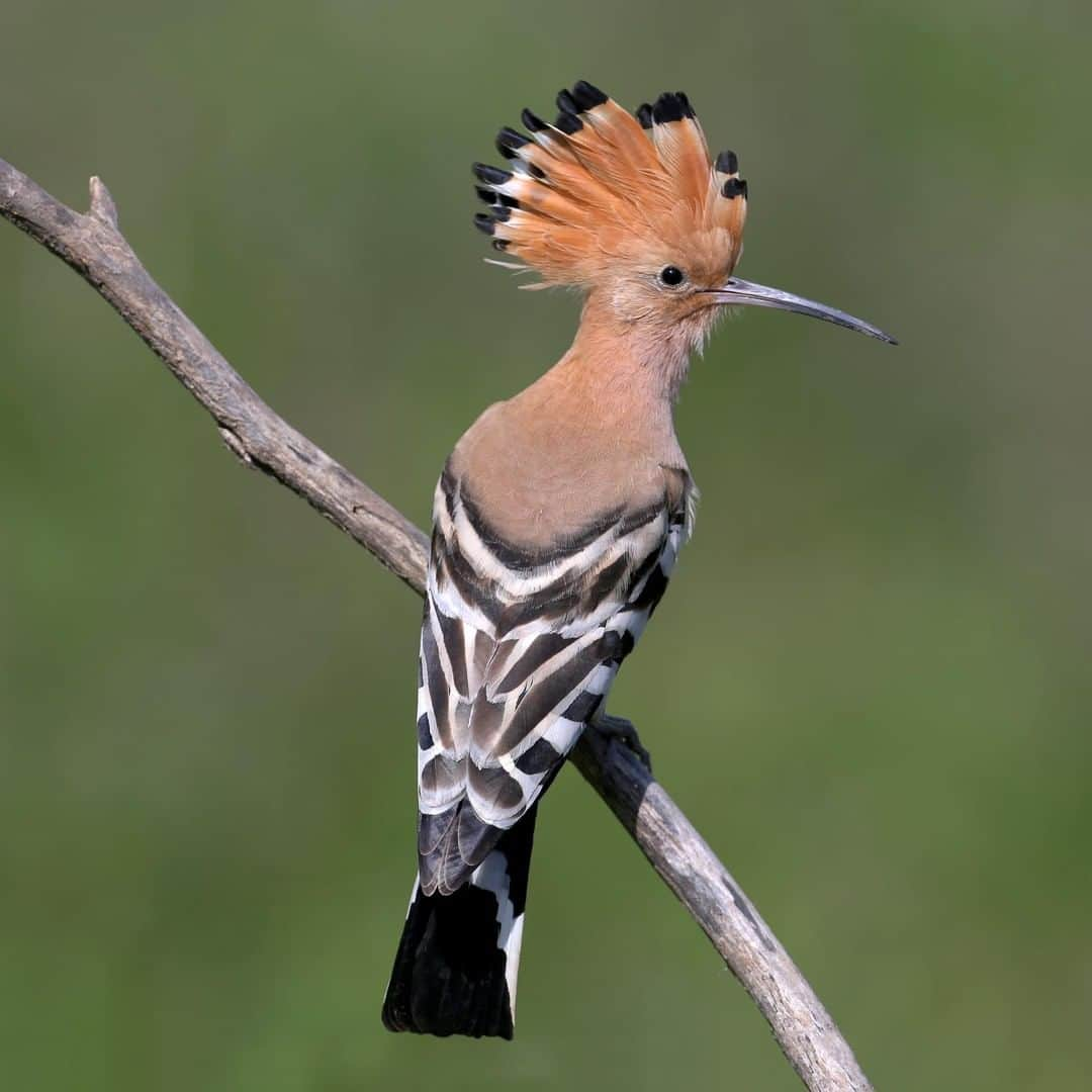 アニマルプラネットさんのインスタグラム写真 - (アニマルプラネットInstagram)「This stunning bird's smell does not match its looks. Hoopoe's secrete a foul smelling goo, which they rub all over their wings. It waterproofs them! . . . . . . #animalsofinstagram #animalplanet #animaloftheday #wild #wildlife #outdoors #animals #wildanimals #conservation #nature #animallovers #instanature #wildgeography #hoopoe #bird #birdsofig」5月19日 1時00分 - animalplanet