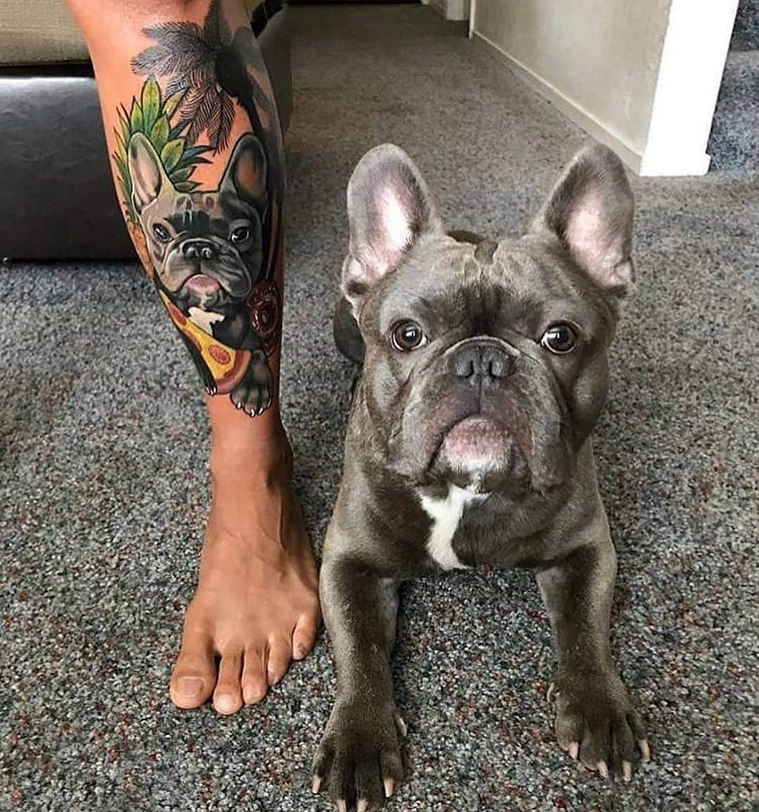 French Bulldogさんのインスタグラム写真 - (French BulldogInstagram)「So cool ♥️♥️ @draco_thefrenchie . . . . . #französischebulldogge #bullylove #bulldog_ig_community#bulldog #frenchiesociety #thefrenchiepost #buhi#bulldoglife #bulldogmoments #frenchiesofig #bullieslife#fab_frenchies #bulldogloversofinsta #frenchbulldoglove#bullyinstagram #bulldogram #ワンコ #frenchies1#frenchielove_feature #bulldoglove」5月19日 1時03分 - frenchie.world