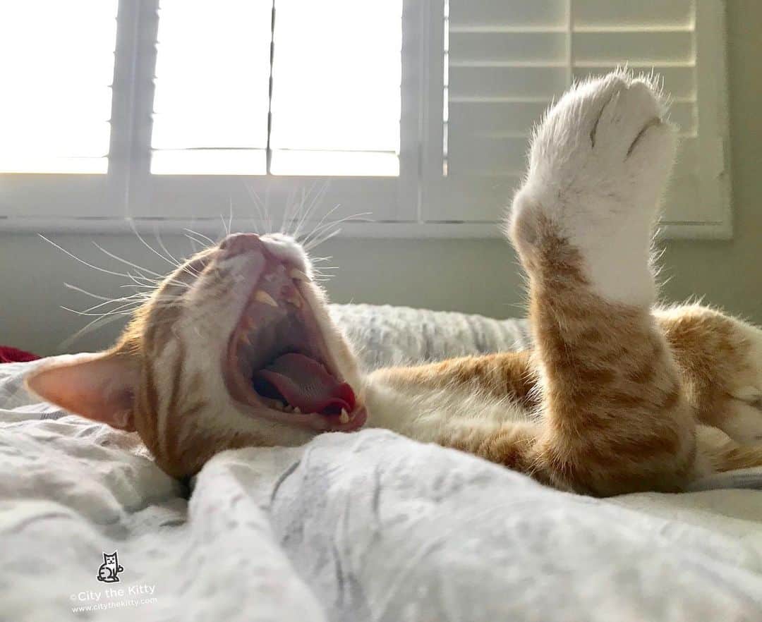 City the Kittyさんのインスタグラム写真 - (City the KittyInstagram)「Thumbs up, it’s Caturday! 😺 #pawsneedclaws #caturday」5月19日 1時26分 - citythekitty