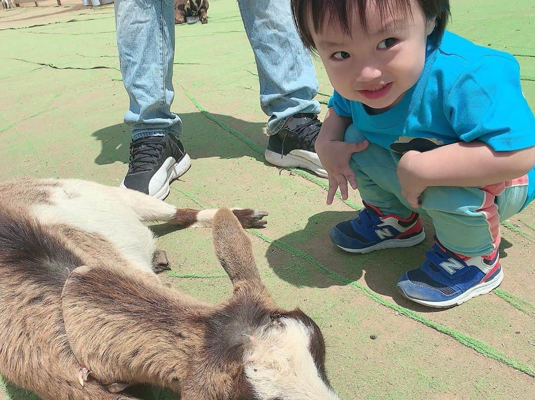 川崎希さんのインスタグラム写真 - (川崎希Instagram)「牧場日和🐮💓💓💓 #牧場 #やっぱりソフトクリームが最高に美味しい〜 #おちびーぬはヤギにごはんあげてたよ #ヤギたち赤ちゃんに優しい」5月19日 1時34分 - kawasakinozomi