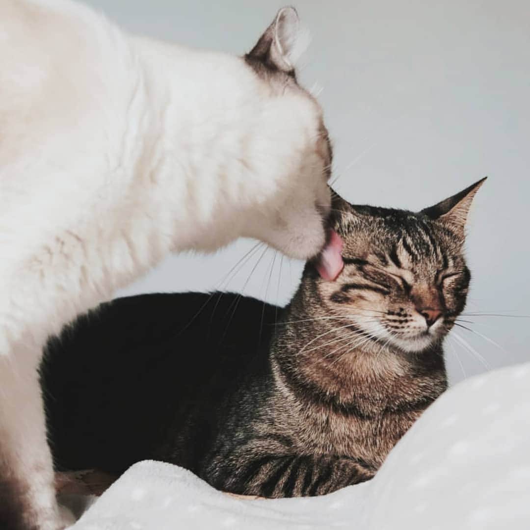 CatStockerのインスタグラム：「Hello! #catstocker is here!  Follow our FURRriend @fridafrodofelix_cats  Scroll right for more pictures 👉 . . . . .  #cat #neko #mačka #chat #kočka #котка #kotek #kot #кіт #mače #кошка #кот #katze #gato #gatto  #子猫 #kattunge #猫 #고양이 #貓 #kedi #köttur #kissanpentu #חתול #кішка #고양이새끼 #chaton #kitty #cats」